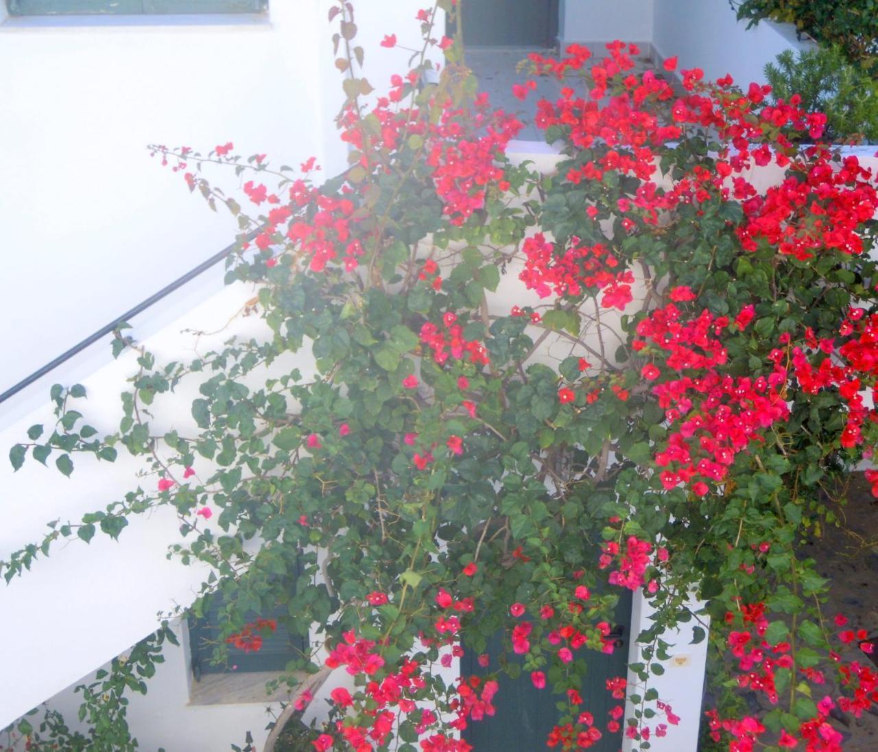 Palemilos Apartments Elounda Екстериор снимка
